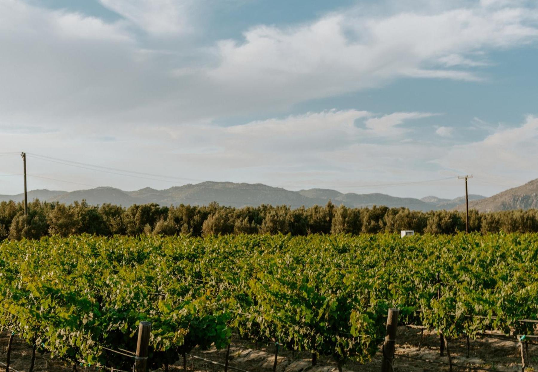 Campera Valle De Guadalupe Ensenada Eksteriør bilde